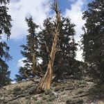 While trees were growing, a historic reflection