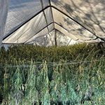 Cannabis eradication continues in Anza