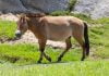 World’s first successfully cloned endangered Przewalski’s horse learns the language of wild horses
