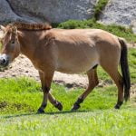 World’s first successfully cloned endangered Przewalski’s horse learns the language of wild horses