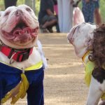 Canines bring fun and fright to Dog Daze in Menifee
