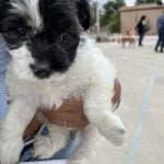 Blessing of the Animals held at Sacred Heart Catholic Church