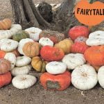 Through my garden gate: Welcoming the autumn season