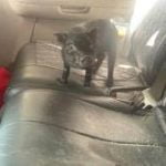 CBP reminds travelers some pets not allowed to enter US