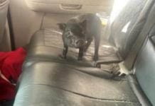 CBP reminds travelers some pets not allowed to enter US