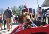 Fall Wiener Fest showcases dachshunds at Vail Headquarters