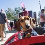 Fall Wiener Fest showcases dachshunds at Vail Headquarters