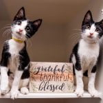 Best Friends Animal Society offers tips to keep pets safe this Thanksgiving