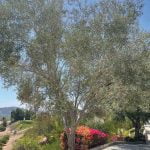 Xeriscaping for the gardens of the future, Part II