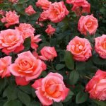 December Rose Care FUNdamentals Roses