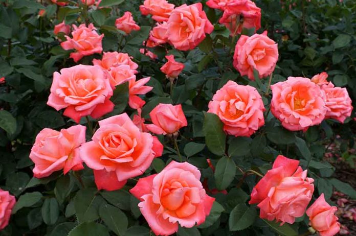 Roses