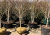 AEC announces instant rebate on shade trees