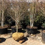AEC announces instant rebate on shade trees