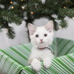 Pets as gifts and safety tips for the holiday season