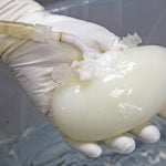 Making pig livers humanlike in quest to ease organ shortage