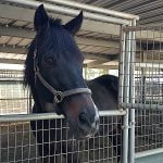 Former racehorse charity operator sued for breach of trust, other violations