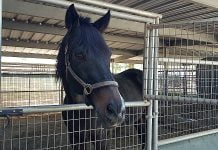 Former racehorse charity operator sued for breach of trust, other violations