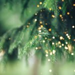 Christmas tree recycling highlights composting in Riverside County