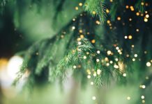 Habitat for Humanity Christmas Tree Lane opens