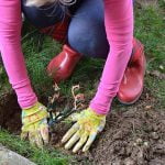 Rose Care FUNdamentals for January 2023