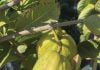 Through my garden gate: Backyard fruit tree growing and care 101