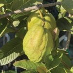 Through my garden gate: Backyard fruit tree growing and care 101