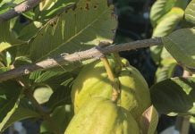 Through my garden gate: Backyard fruit tree growing and care 101