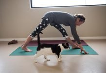 Ways pets can make New Yearās goals stick