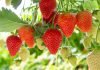 Strawberry acres rise to a new high as demand grows