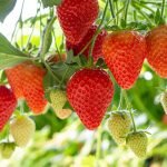 Strawberry acres rise to a new high as demand grows