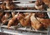 State egg supplies limited by avian flu, cage-free rule Chickens