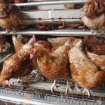 State egg supplies limited by avian flu, cage-free rule Chickens