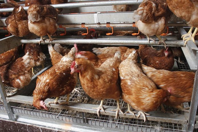Chickens