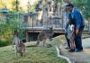 San Diego Zoo Safari Park to host older adults free this February