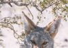 Coyote breeding season can endanger pets