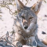 Coyote breeding season can endanger pets
