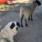 Livestock guardian dogs protect Anza’a ranches