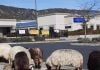 Wandering sheep visit Anza Valley Community Library