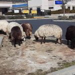 Wandering sheep visit Anza Valley Community Library