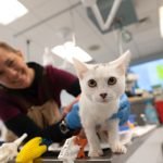 February is Spay and Neuter Awareness Month