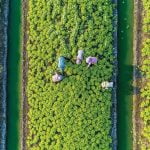 How labor shortages are affecting agriculture