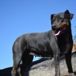 Living Free Animal Sanctuary dog of the week: Meet Daphne