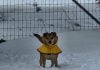 Anza pets enjoy the snow following recent storm