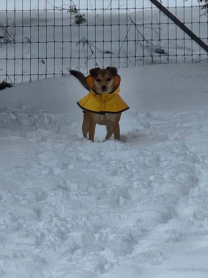 03-02-23-ANZA-Anza pets enjoy snow during recent storm-Cphotos-1