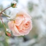 Rose Care FUNdamentals for March 2024