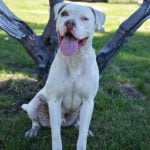 Living Free Animal Sanctuary dog of the week: Meet Han dog