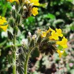 March fiddleneck bloom toxic to horses