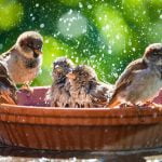 Managing a backyard bird habitat