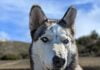 Living Free Animal Sanctuary dog of the week: Meet Shasta