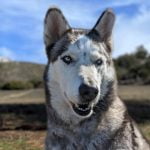 Living Free Animal Sanctuary dog of the week: Meet Shasta